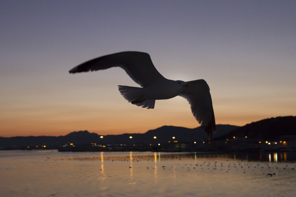 afterglow, gulls, contour-2327701.jpg